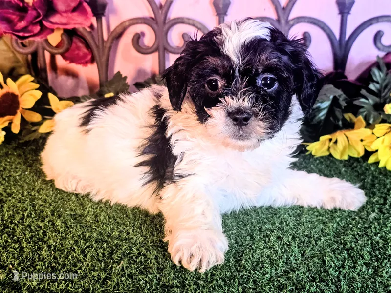 Max – Shihpoo puppy for sale in Kirksville, MO