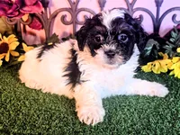 Max, a male Shihpoo for sale in Kirksville, MO – 6 of 8