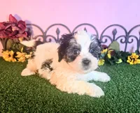 Cooper, a male Shihpoo for sale in Kirksville, MO – 4 of 10