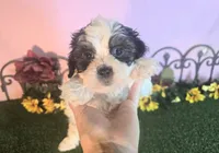 Cooper, a male Shihpoo for sale in Kirksville, MO – 3 of 10