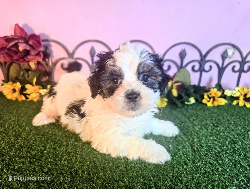 Cooper – Shihpoo puppy for sale in Kirksville, MO