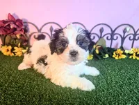 Cooper, a male Shihpoo for sale in Kirksville, MO – 1 of 10