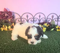 Lucy, a female Shihpoo for sale in Kirksville, MO – 3 of 8