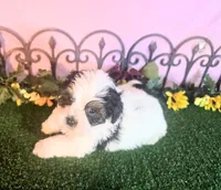 Cooper, a male Shihpoo for sale in Kirksville, MO – 7 of 10