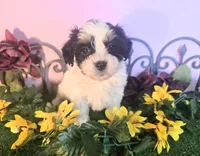 Lucy, a female Shihpoo for sale in Kirksville, MO – 7 of 8