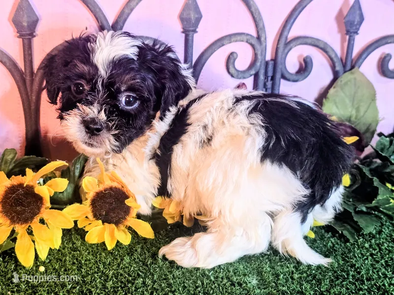 Max – Shihpoo puppy for sale in Kirksville, MO