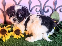 Max, a male Shihpoo for sale in Kirksville, MO – 1 of 8