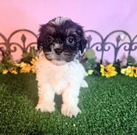 Luna, a female Shihpoo for sale in Kirksville, MO – 7 of 8