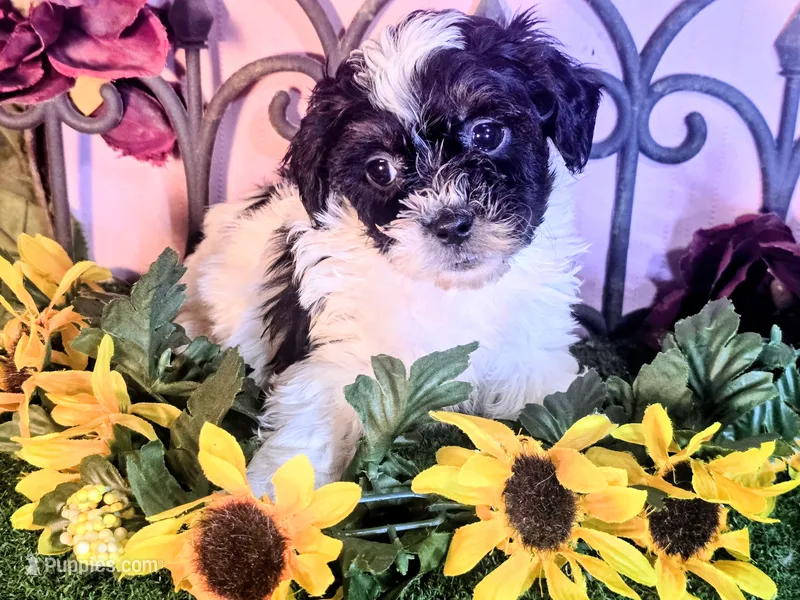 Max – Shihpoo puppy for sale in Kirksville, MO