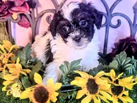 Max, a male Shihpoo for sale in Kirksville, MO – 8 of 8