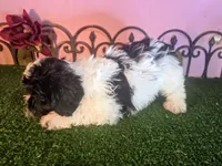 Max, a male Shihpoo for sale in Kirksville, MO – 2 of 6