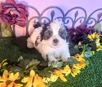 Cooper, a male Shihpoo for sale in Kirksville, MO – 5 of 10