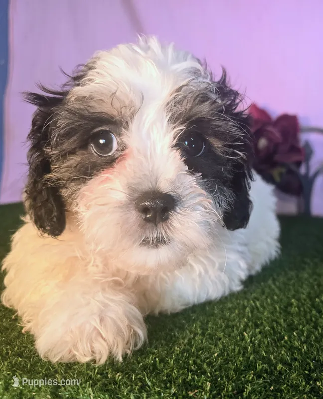 Cooper – Shihpoo puppy for sale in Kirksville, MO