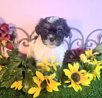 Luna, a female Shihpoo for sale in Kirksville, MO – 4 of 8
