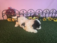 Cooper, a male Shihpoo for sale in Kirksville, MO – 9 of 10
