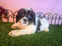 Max, a male Shihpoo for sale in Kirksville, MO – 6 of 6