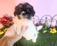 Bella, a female Shihpoo for sale in Kirksville, MO – 4 of 9