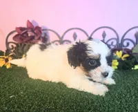 Lucy, a female Shihpoo for sale in Kirksville, MO – 2 of 8