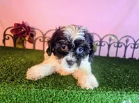 Max, a male Shihpoo for sale in Kirksville, MO – 5 of 6