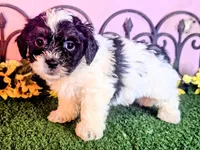 Max, a male Shihpoo for sale in Kirksville, MO – 3 of 8