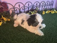 Cooper, a male Shihpoo for sale in Kirksville, MO – 10 of 10