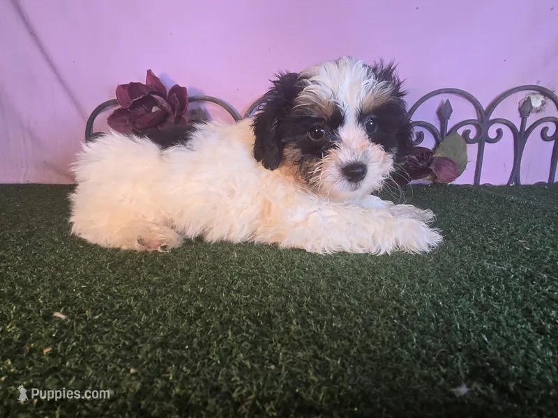 Lucy – Shihpoo puppy for sale in Kirksville, MO