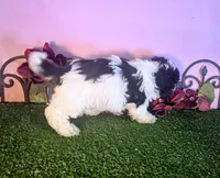Max, a male Shihpoo for sale in Kirksville, MO – 4 of 6