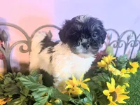 Bella, a female Shihpoo for sale in Kirksville, MO – 7 of 9