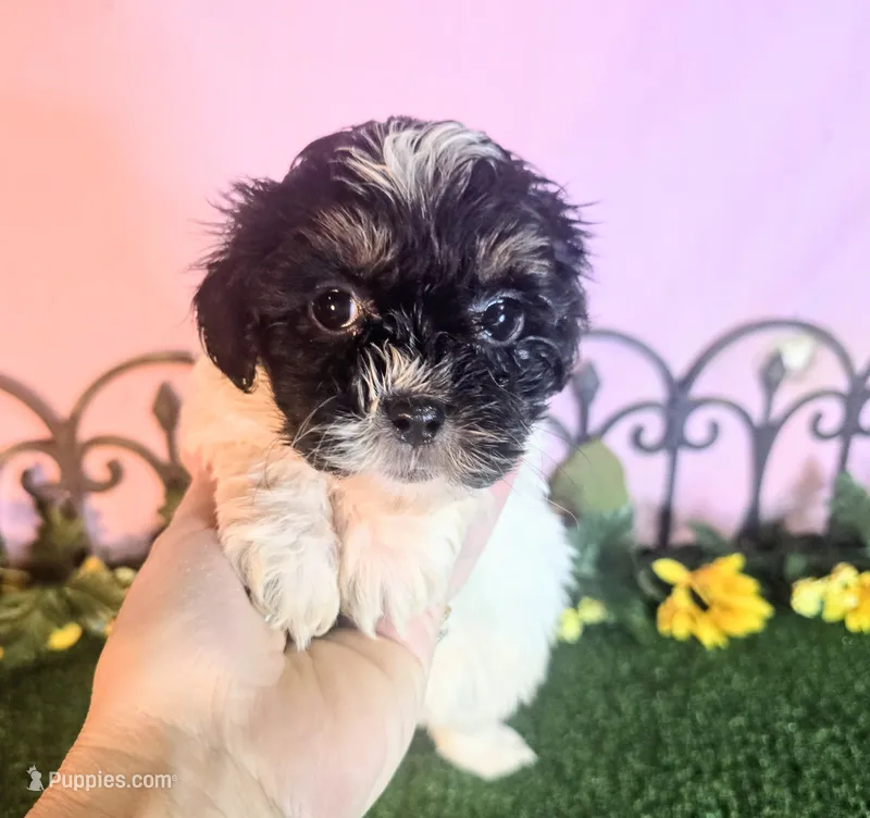 Bella – Shihpoo puppy for sale in Kirksville, MO