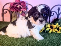 Max, a male Shihpoo for sale in Kirksville, MO – 4 of 8
