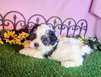 Cooper, a male Shihpoo for sale in Kirksville, MO – 2 of 10