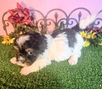 Luna, a female Shihpoo for sale in Kirksville, MO – 5 of 8
