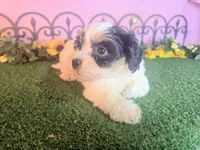 Lucy, a female Shihpoo for sale in Kirksville, MO – 8 of 8
