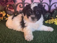 Max, a male Shihpoo for sale in Kirksville, MO – 2 of 8
