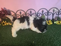 Bella, a female Shihpoo for sale in Kirksville, MO – 9 of 9