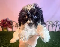 Max, a male Shihpoo for sale in Kirksville, MO – 3 of 6