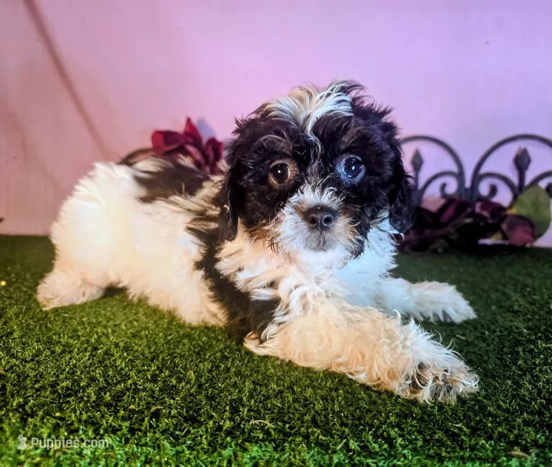 Max – Shihpoo puppy for sale in Kirksville, MO