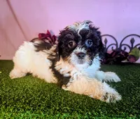 Max, a male Shihpoo for sale in Kirksville, MO – 1 of 6