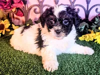 Max, a male Shihpoo for sale in Kirksville, MO – 5 of 8