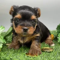 Serena, a female Yorkshire Terrier for sale in Newark, OH – Photo 4 of 6