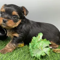 Serena, a female Yorkshire Terrier for sale in Newark, OH – Photo 5 of 6