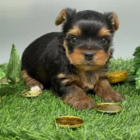 Serena, a female Yorkshire Terrier for sale in Newark, OH – Photo 6 of 6