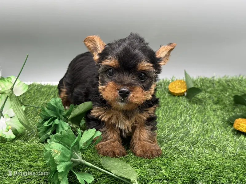 Serena – Yorkshire Terrier puppy for sale in Newark, OH