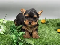 Serena, a female Yorkshire Terrier for sale in Newark, OH – Photo 2 of 6