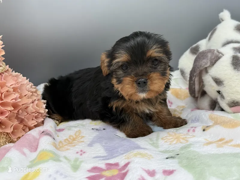 Serena – Yorkshire Terrier puppy for sale in Newark, OH