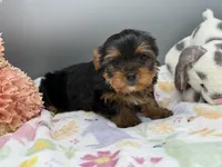 Serena, a female Yorkshire Terrier for sale in Newark, OH – Photo 1 of 6