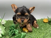 Serena, a female Yorkshire Terrier for sale in Newark, OH – Photo 3 of 6