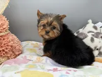 May, a female Yorkshire Terrier for sale in Newark, OH – Photo 2 of 7