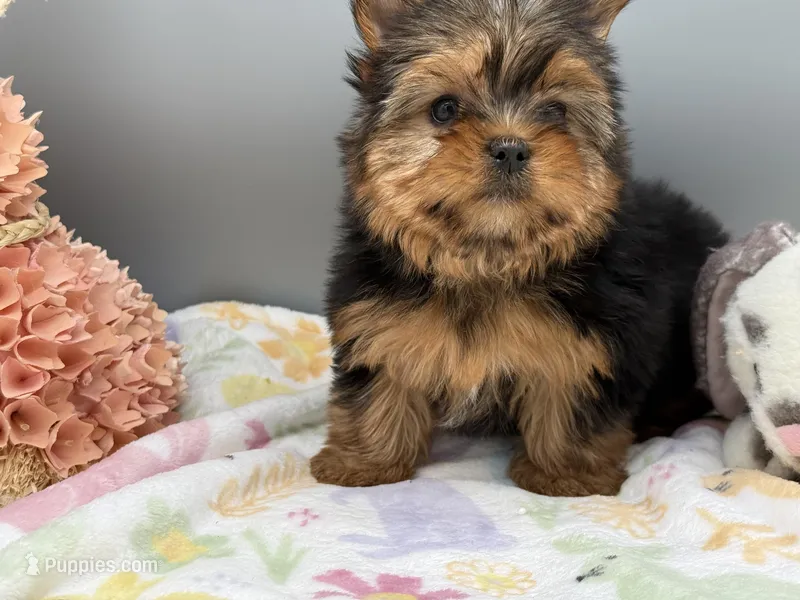 May – Yorkshire Terrier puppy for sale in Newark, OH