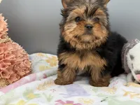 May, a female Yorkshire Terrier for sale in Newark, OH – Photo 1 of 7